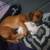 Chihuahua & weenie/lab mix puppies 3 thumbnail