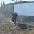 black angus bull for sale toro de venta 2 thumbnail