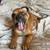 Small dog breed puppies puppy pups 5 thumbnail