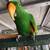 Male Eclectus 2 thumbnail