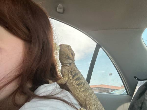 Bearded dragon (Denver)63679552736387121