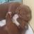 Puppy is looking for new home 2 thumbnail