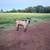 Dairy Goats 3 thumbnail