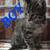 Farm Kitten 2 thumbnail
