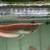 16-17” Semi short body albino arowana 4 thumbnail
