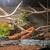 Corn snake 2 thumbnail