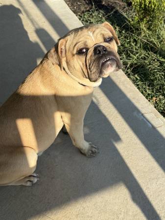 Rehoming 2 of our dogs (Clay City)63671518882049120