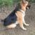 German shepard 6 thumbnail