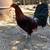 Gallos,roosters,gamefowl 10 thumbnail