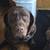 Chocolate lab 1 thumbnail