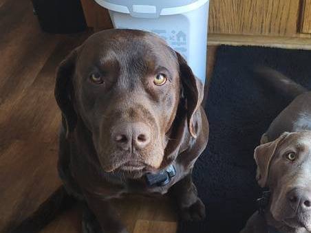Chocolate lab 1