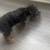 Rehoming 4 month old female yorkipoo 1 thumbnail