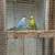 Parakeet 5 thumbnail