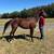 Registered AQHA Gelding 3 thumbnail