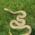 Patternless Bull Snake 1 thumbnail