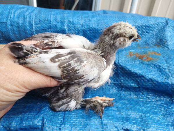 D'uccle mix Chicks 1