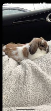 Holland lop rabbit            250$ (Adams)63948542824195121