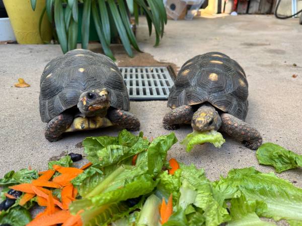 Redfoot tortoises (San Rafael)63861571411073120