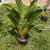 PLANTS / TREES 9 thumbnail