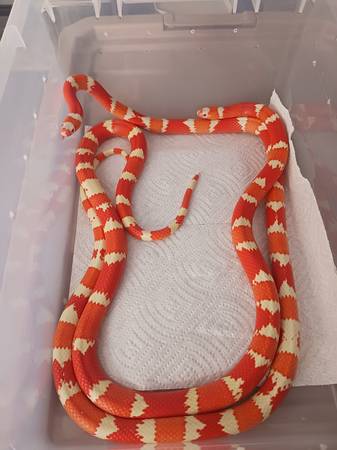 Milk snake 1