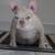 Male frenchie rehome 3 thumbnail