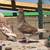 Runt pigeons 13 thumbnail
