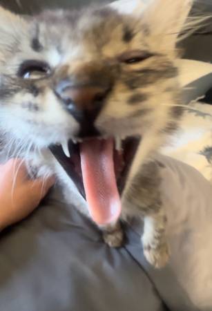 Tabby kitten (Las Vegas)63907417337346121
