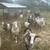 Painted Desert Lambs 6 thumbnail