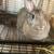 Lovely Rabbit for Rehome 11 thumbnail