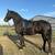 Friesian 1 thumbnail