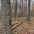 Excellent wooded property, mature hardwood timber! 14 thumbnail
