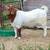 10 Boer Goat Doe Kids 6 thumbnail