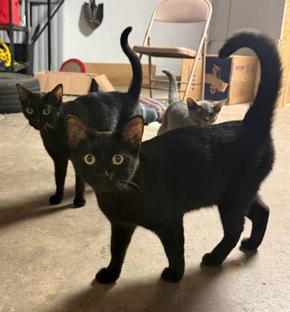 Free cats (Terre Haute)