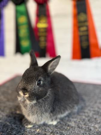Netherland dwarf rabbits (Bellingham)63613582694787122
