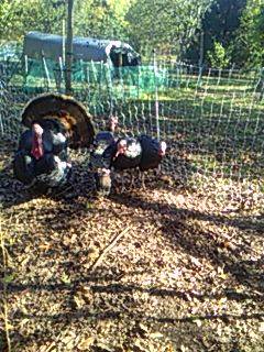 Tom turkey PLUS TWO, 20-week-old Jakes 1