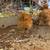 Silkies 3 thumbnail