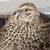 Jumbo female Coturnix Quails laying eggs 1 thumbnail