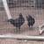 Down sizing flock 5 thumbnail