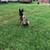 BELGIAN MALINOIS 2 thumbnail