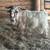 Billy goat 1 thumbnail
