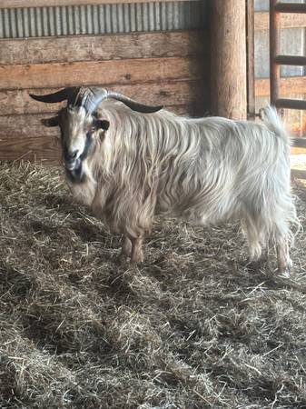 Billy goat 1
