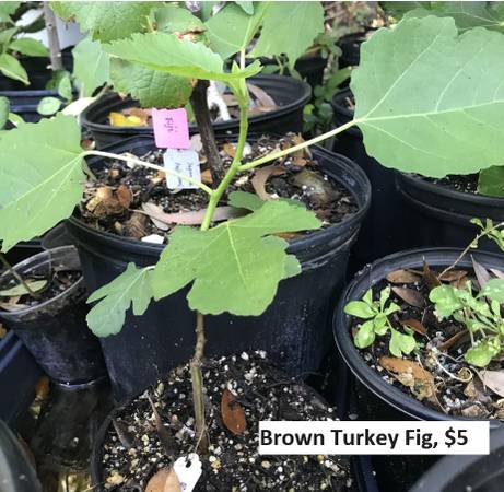 Flowering plants,Figs,Grape,Dragon fruit 1