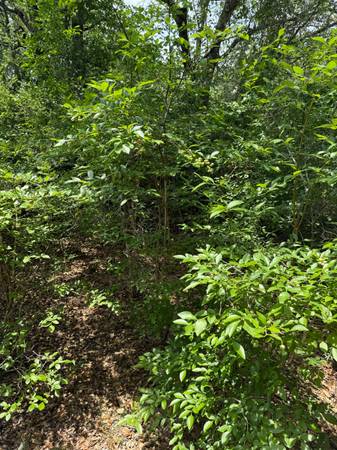Mature blueberry plants - $60 (Milton)62918312452097123