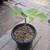 Black Mission Fig Trees - 1 gallon 1 thumbnail