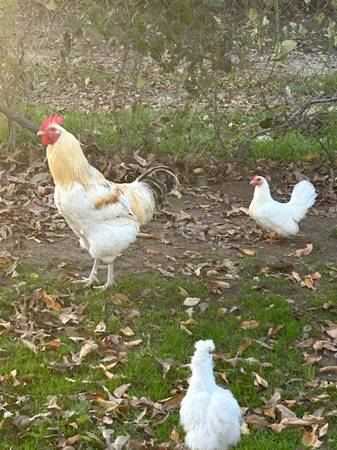 Chickens fr sale need them gone asap 1