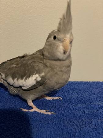 Cockatiels (Newnan)63881506521603123