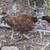 5 chicken flock 9 thumbnail