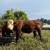 Hereford bulls 3 thumbnail