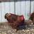 Goats & chickens 8 thumbnail