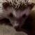 Male Hedgehog 9 thumbnail